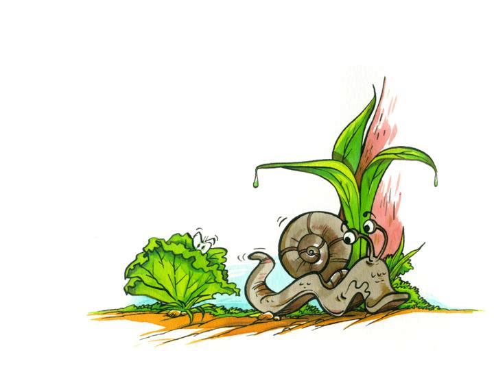 Conte - Un matin d't au potager - illustr par Jim Bouchet