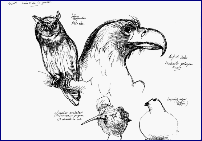 Jim Bouchet : croquis d'oiseaux effectus au museum de Nantes