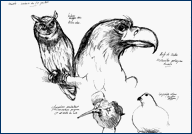 Jim Bouchet : illustration  - croquis d'oiseaux effectus au museum