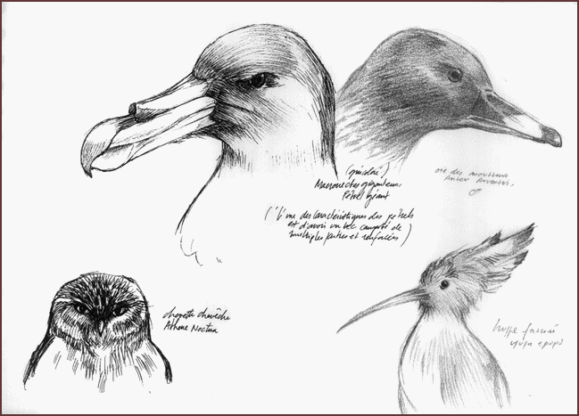 Jim Bouchet : croquis d'oiseaux effectus au museum de Nantes