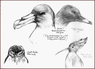 Jim Bouchet : illustration  - croquis d'oiseaux effectus au museum
