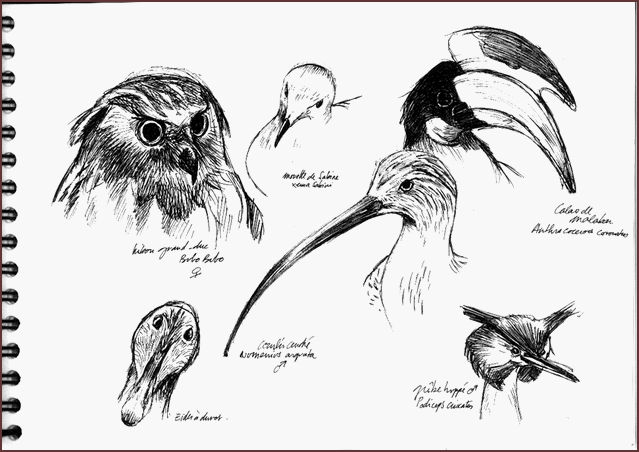 Jim Bouchet : croquis d'oiseaux effectus au museum de Nantes