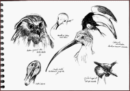 Jim Bouchet : illustration  - croquis d'oiseaux effectus au museum
