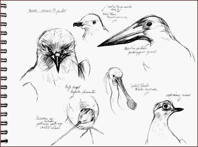 Jim Bouchet : croquis d'oiseaux effectus au museum de Nantes