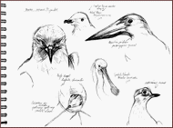 Jim Bouchet : illustration  - croquis d'oiseaux effectus au museum
