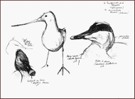 Jim Bouchet : illustration  - croquis d'oiseaux effectus au museum